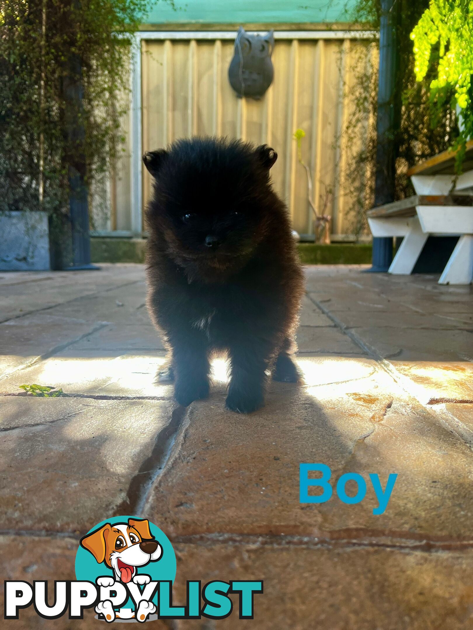 🖤 3 Adorable Black Pomeranian Puppies for Sale! 🐾