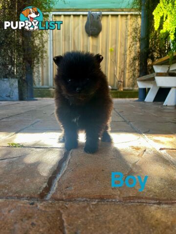 🖤 3 Adorable Black Pomeranian Puppies for Sale! 🐾