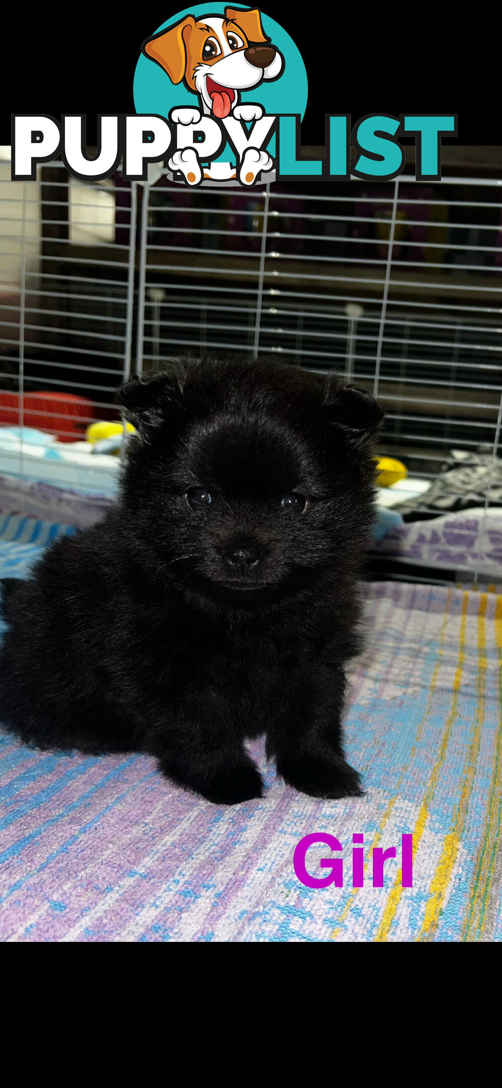 🖤 3 Adorable Black Pomeranian Puppies for Sale! 🐾