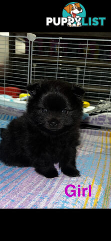 🖤 3 Adorable Black Pomeranian Puppies for Sale! 🐾
