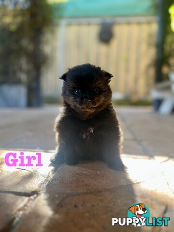 🖤 3 Adorable Black Pomeranian Puppies for Sale! 🐾
