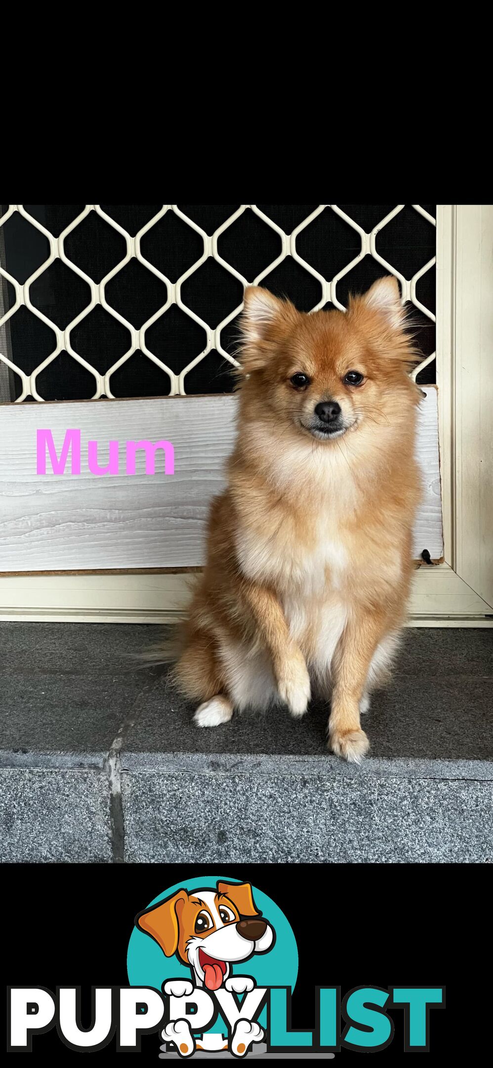🖤 3 Adorable Black Pomeranian Puppies for Sale! 🐾