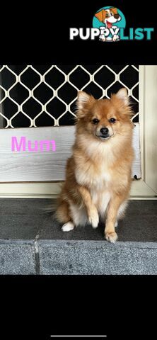 🖤 3 Adorable Black Pomeranian Puppies for Sale! 🐾