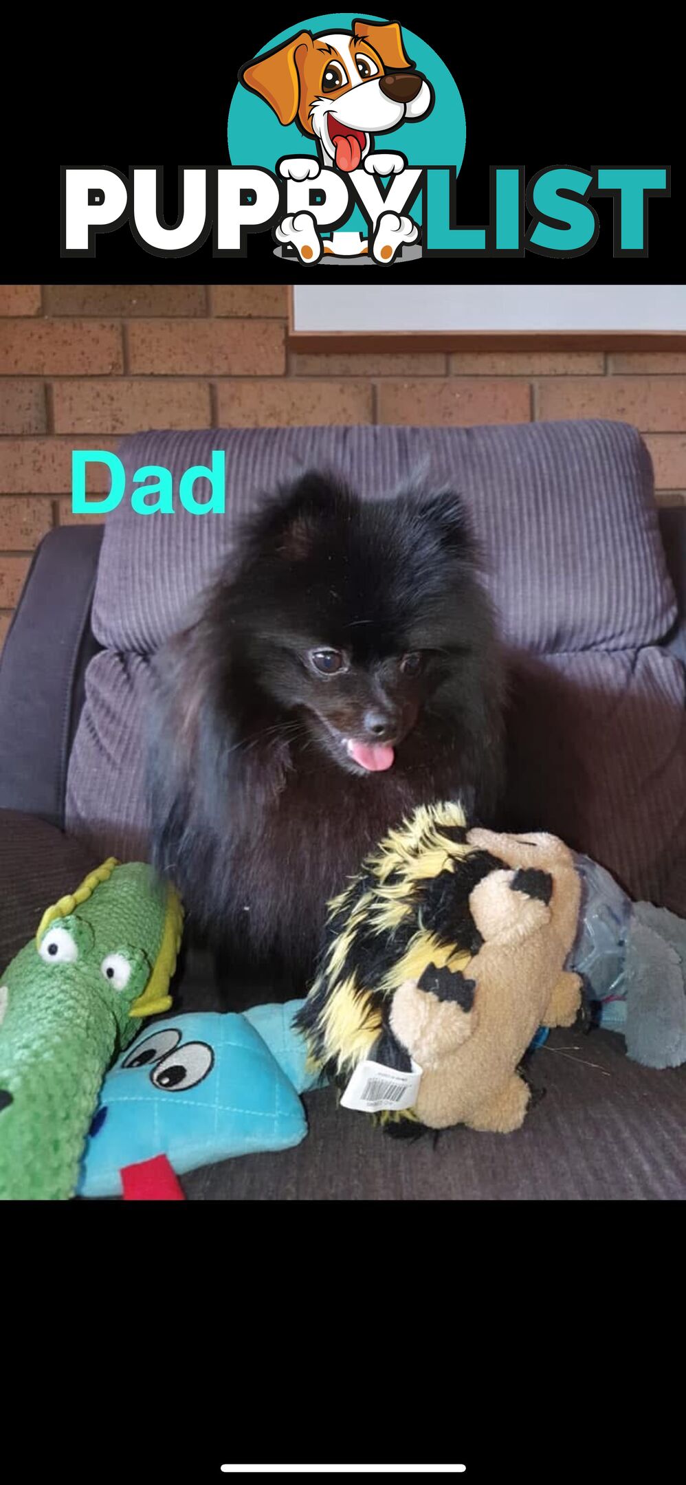 🖤 3 Adorable Black Pomeranian Puppies for Sale! 🐾