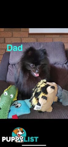 🖤 3 Adorable Black Pomeranian Puppies for Sale! 🐾