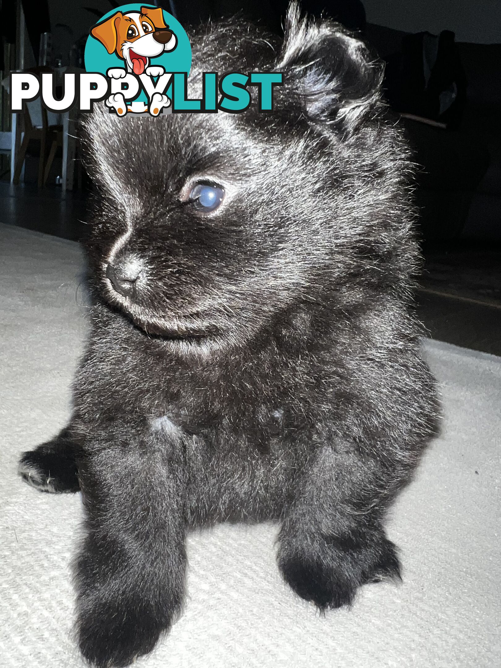 🖤 3 Adorable Black Pomeranian Puppies for Sale! 🐾