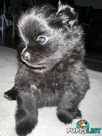 🖤 3 Adorable Black Pomeranian Puppies for Sale! 🐾