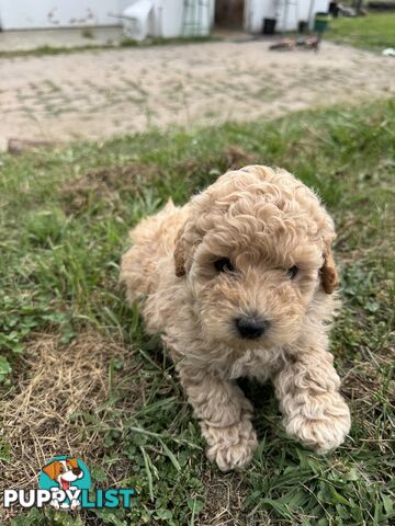 Toy Poodle