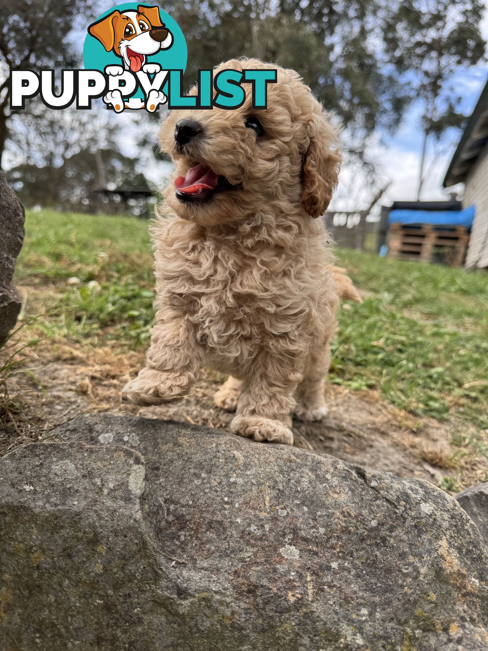 Toy Poodle