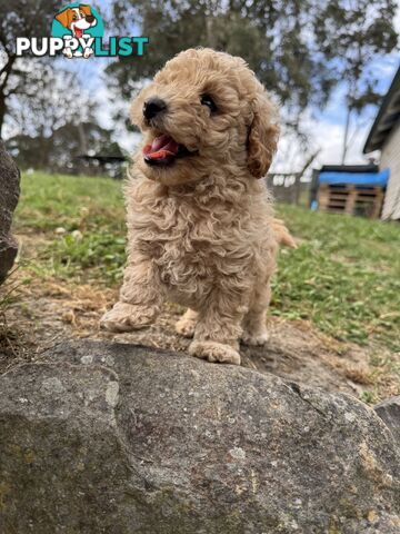 Toy Poodle