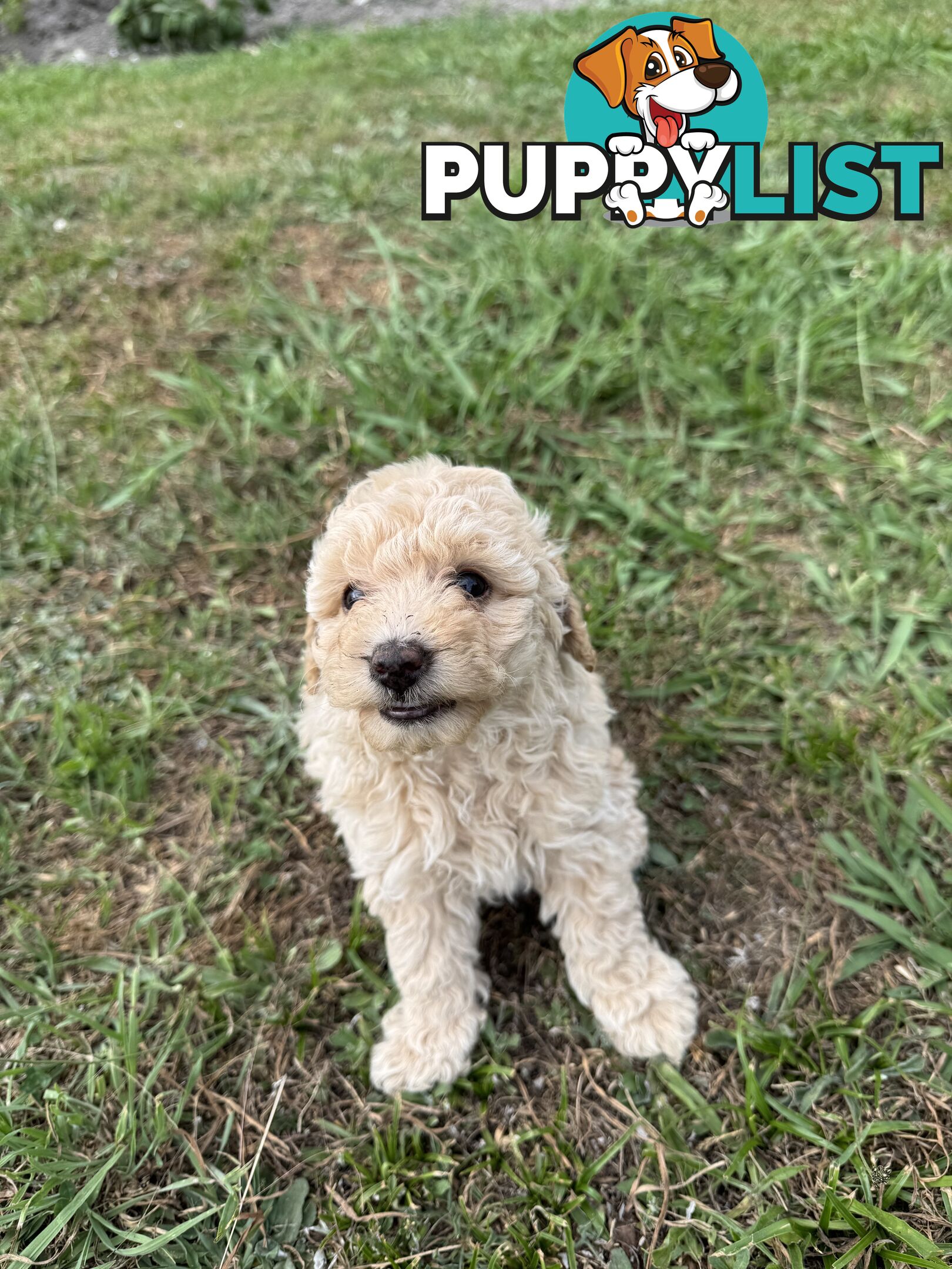 Toy Poodle