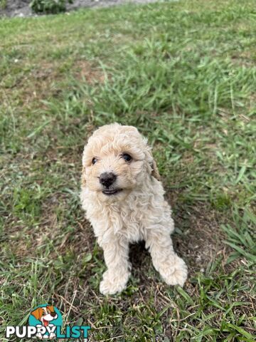 Toy Poodle