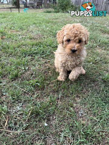 Toy Poodle