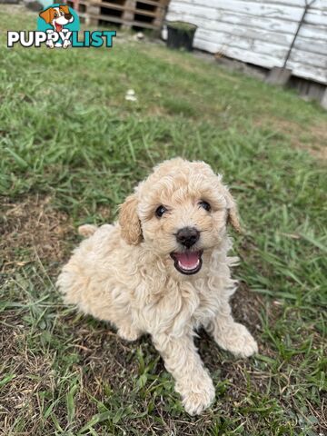 Toy Poodle