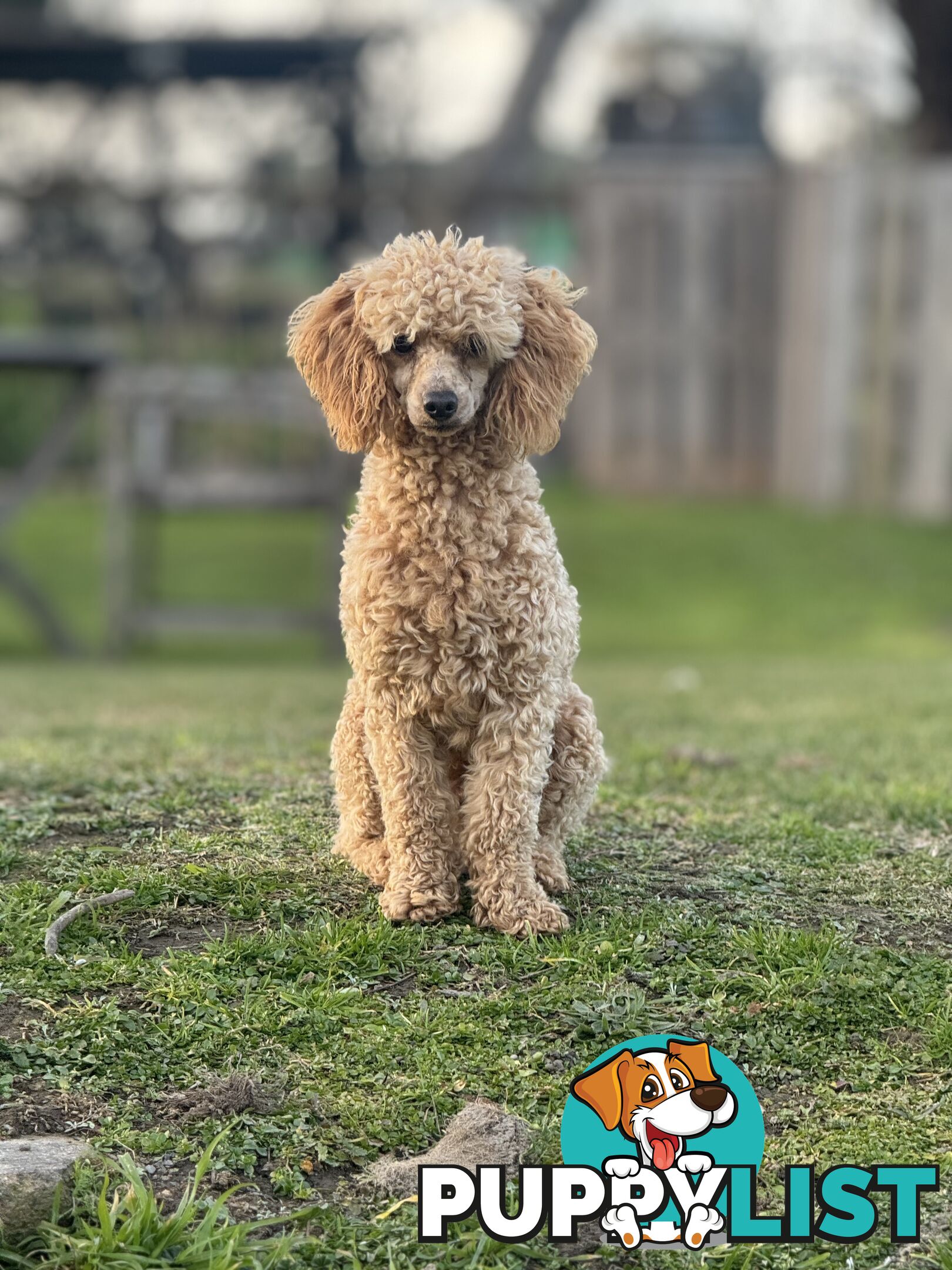 Toy Poodle