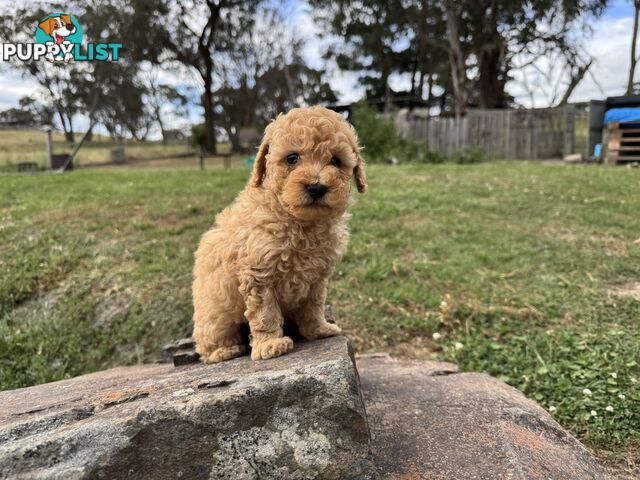 Toy Poodle