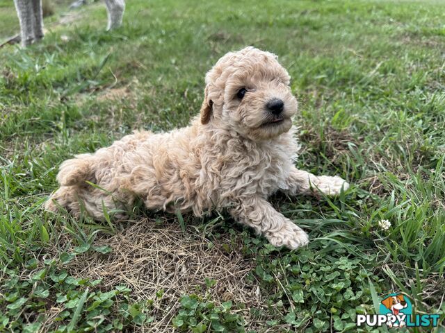 Toy Poodle