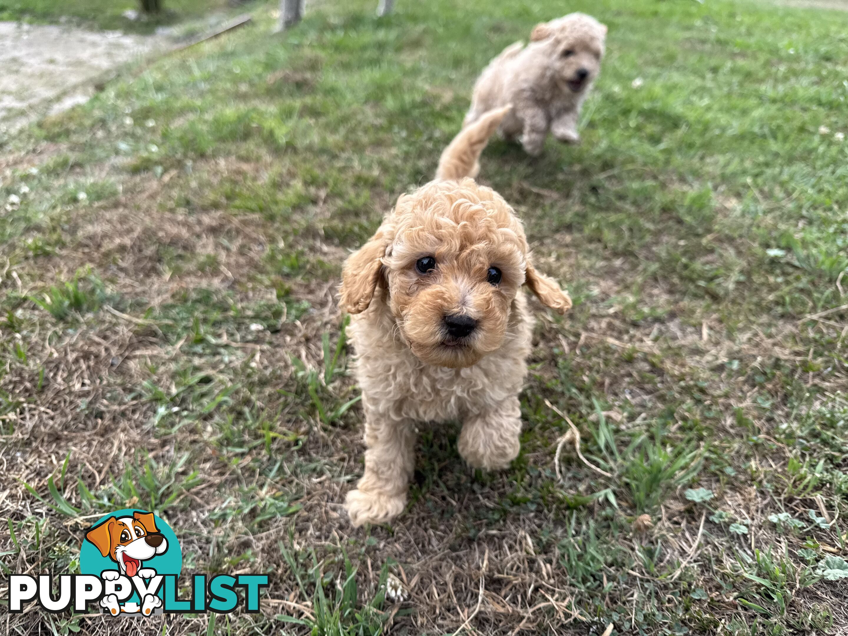 Toy Poodle