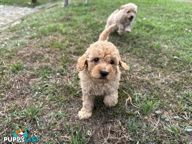 Toy Poodle