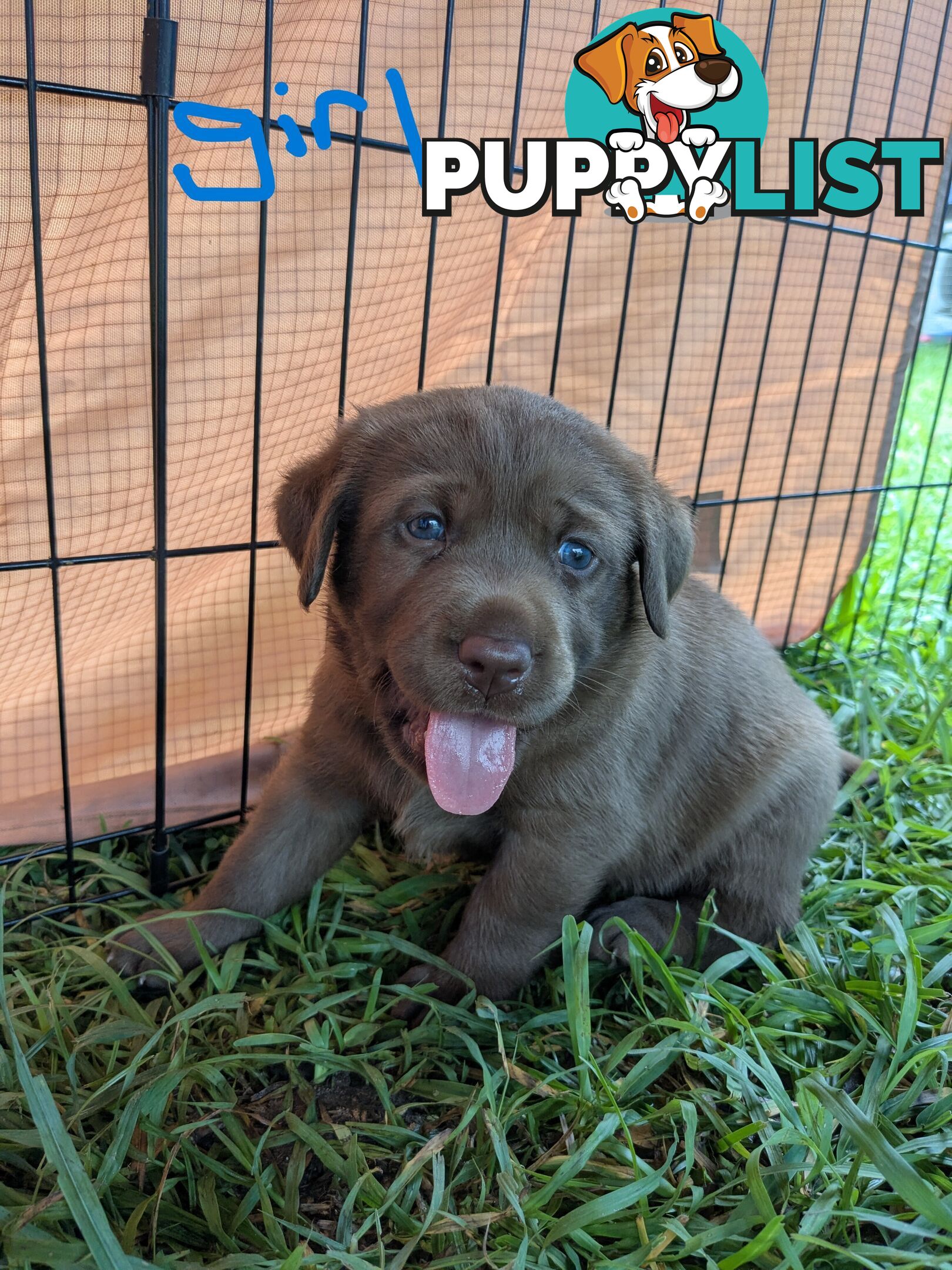 Chocolate Labrador Puppies