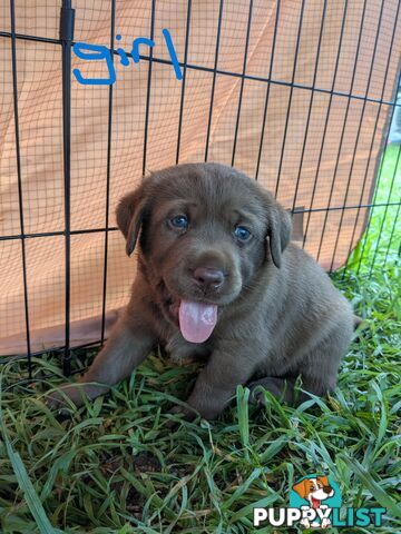 Chocolate Labrador Puppies