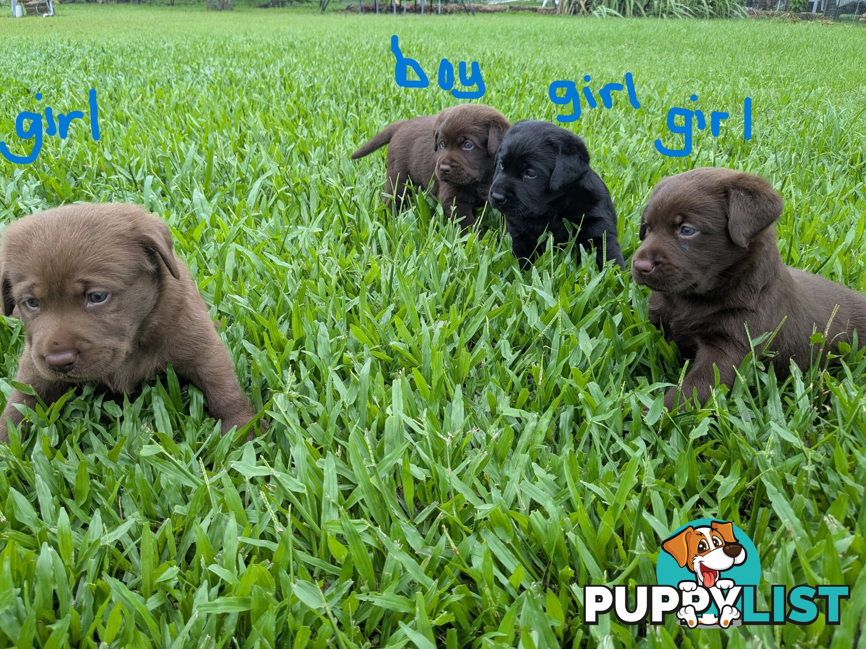 Chocolate Labrador Puppies