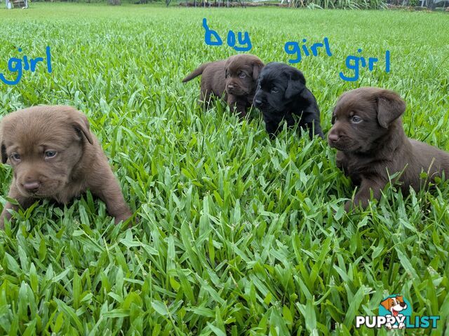 Chocolate Labrador Puppies