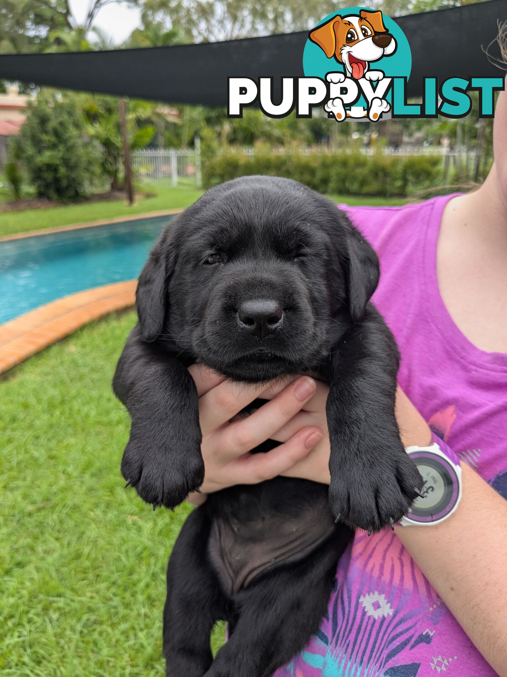 Chocolate Labrador Puppies