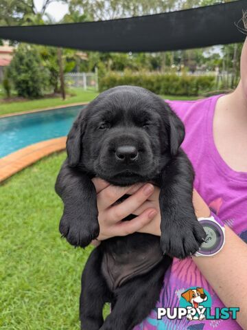 Chocolate Labrador Puppies