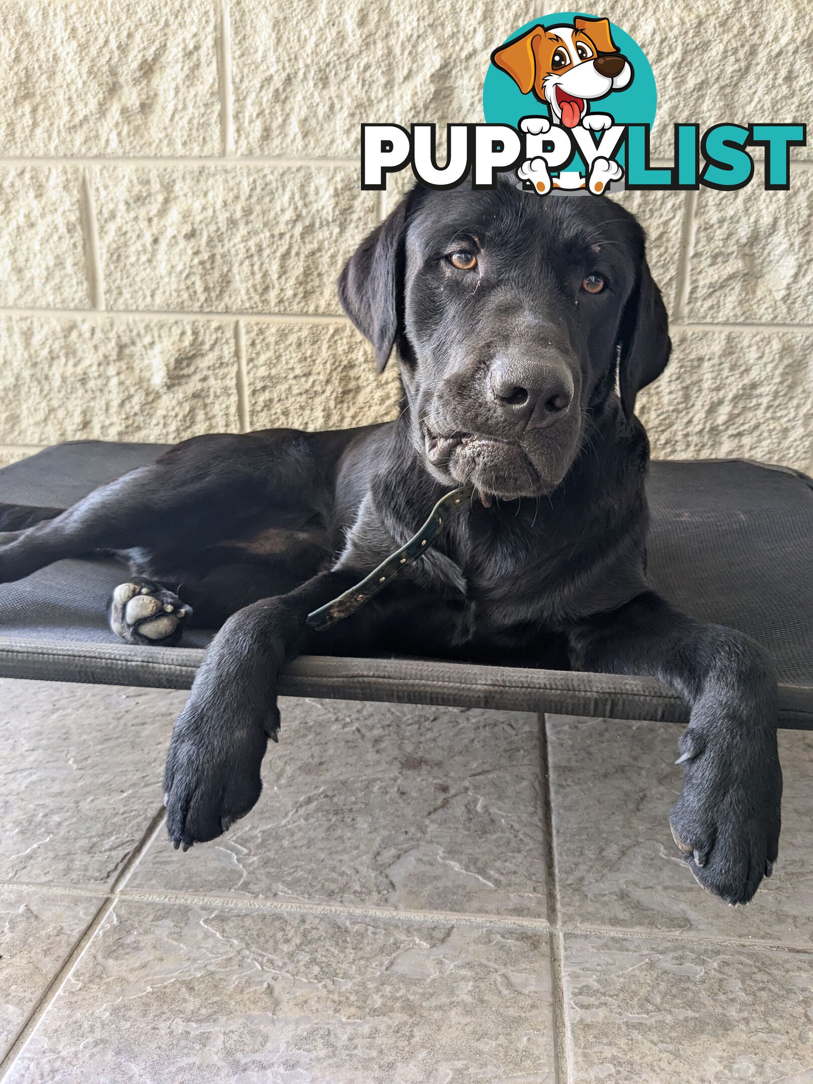 Chocolate Labrador Puppies