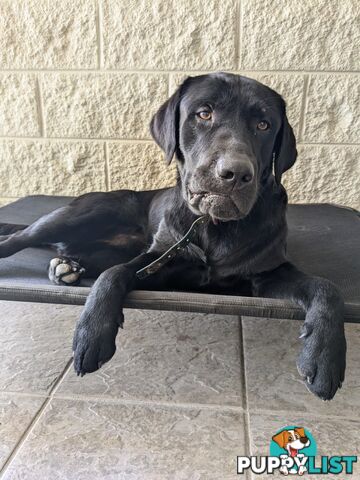 Chocolate Labrador Puppies