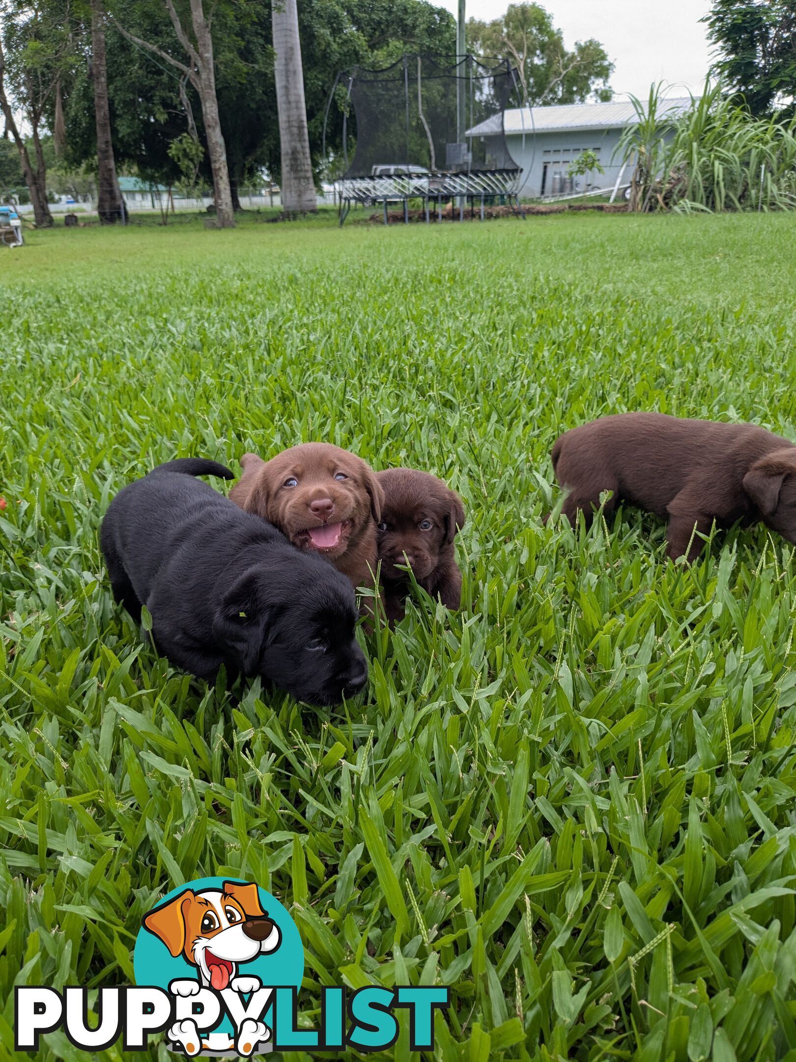 Chocolate Labrador Puppies