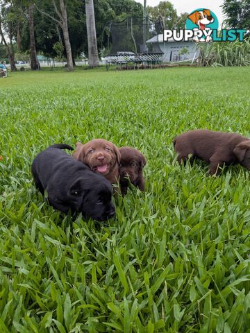 Chocolate Labrador Puppies