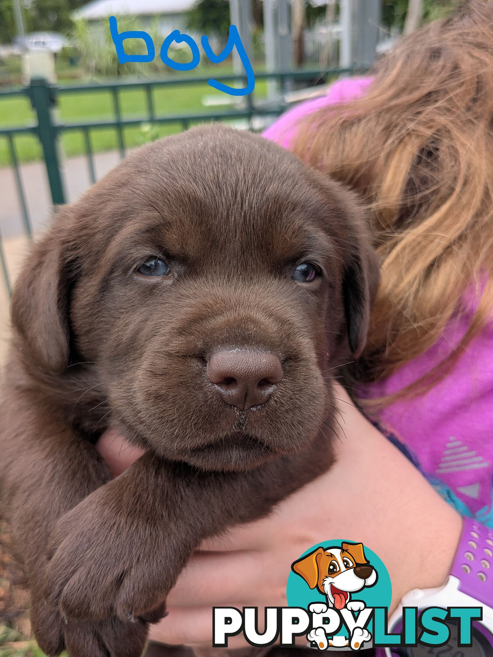 Chocolate Labrador Puppies