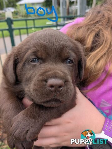 Chocolate Labrador Puppies