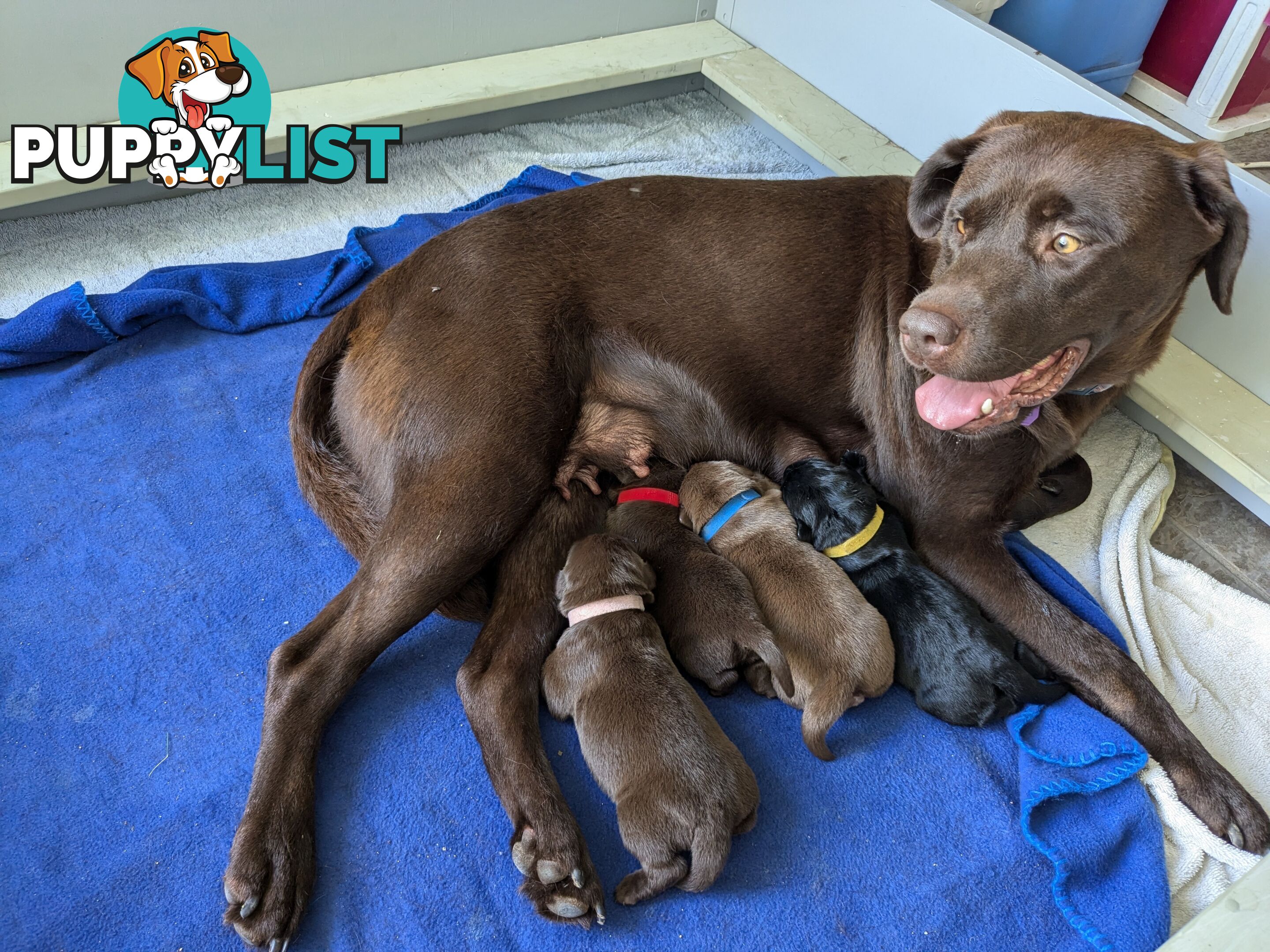 Chocolate Labrador Puppies