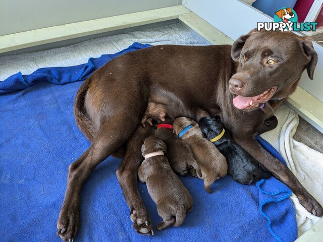 Chocolate Labrador Puppies