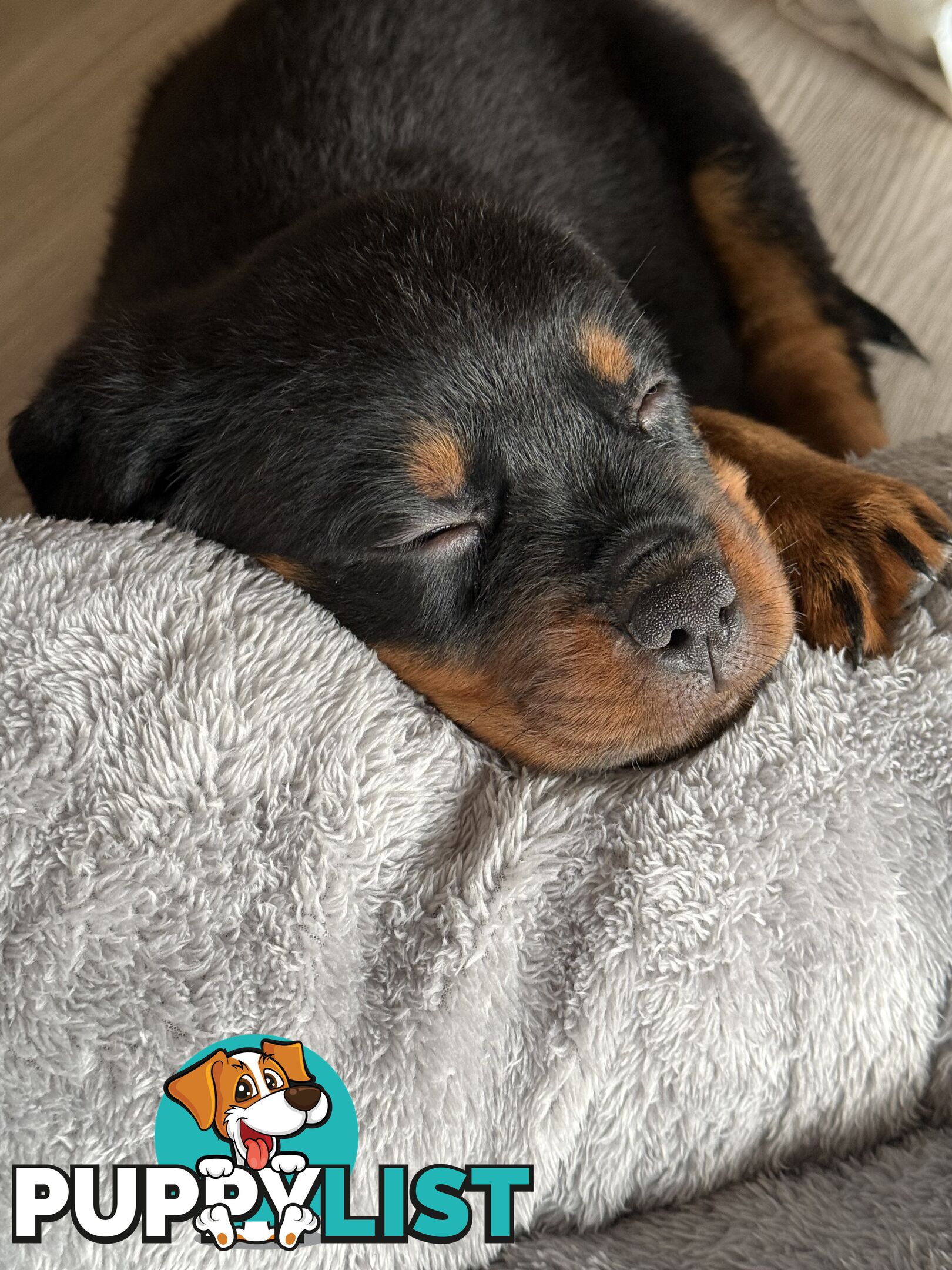 8 week old Rottweiler Puppy