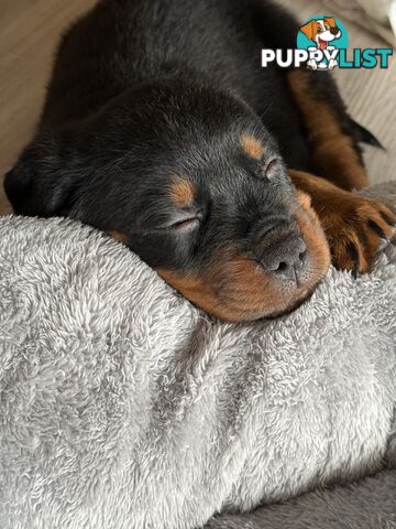 8 week old Rottweiler Puppy