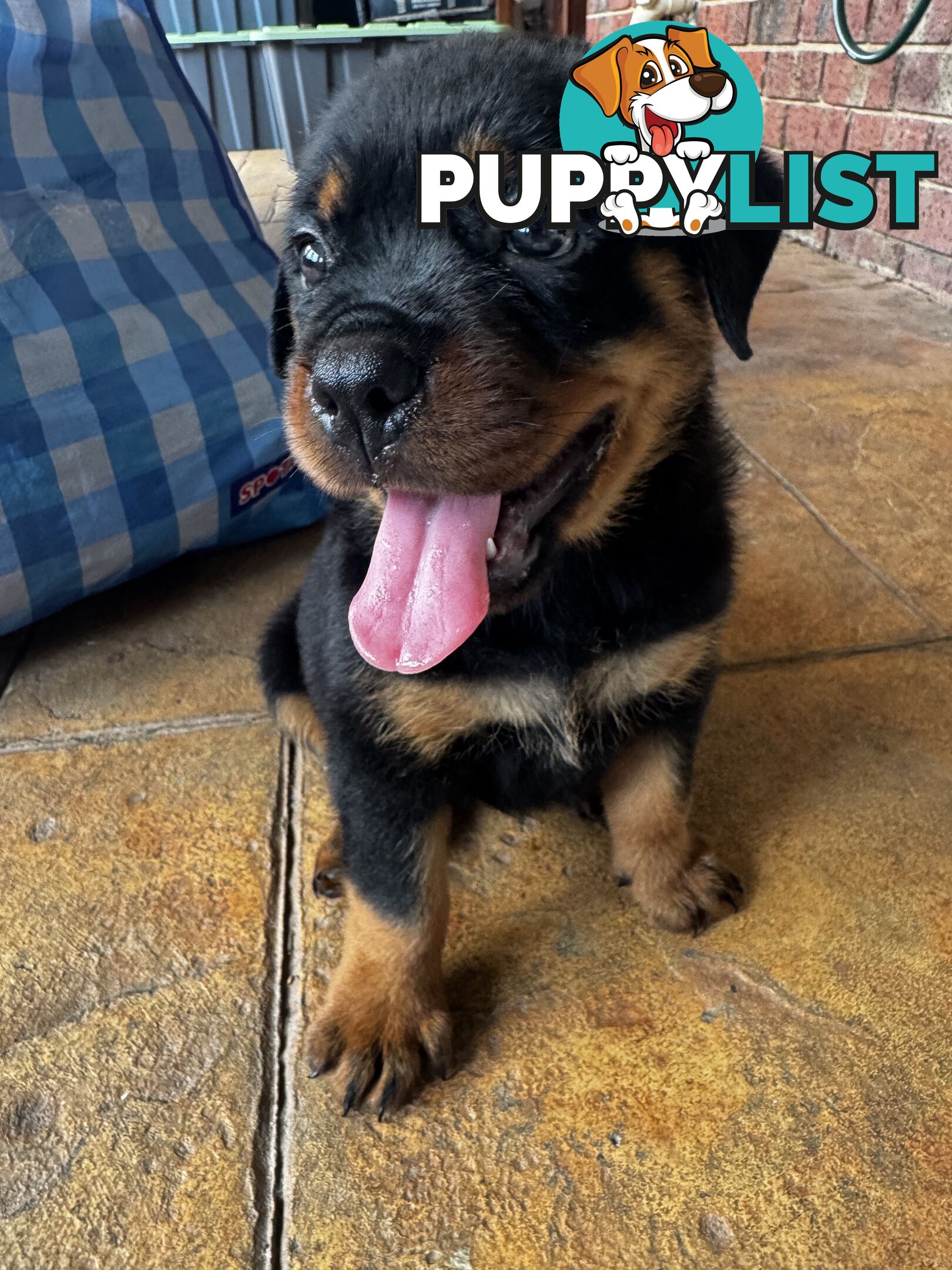 8 week old Rottweiler Puppy