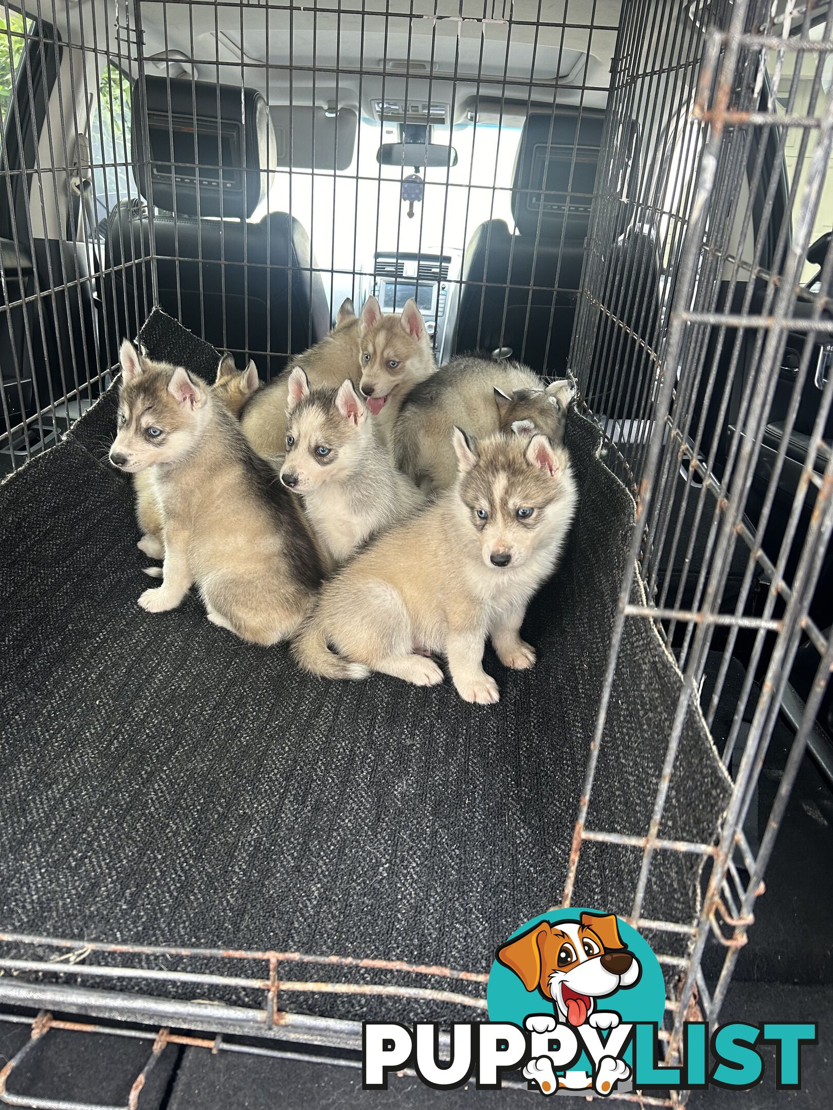 Siberan husky puppies