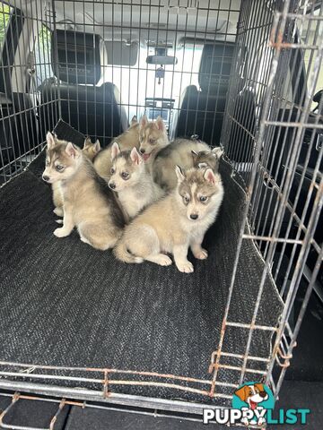 Siberan husky puppies