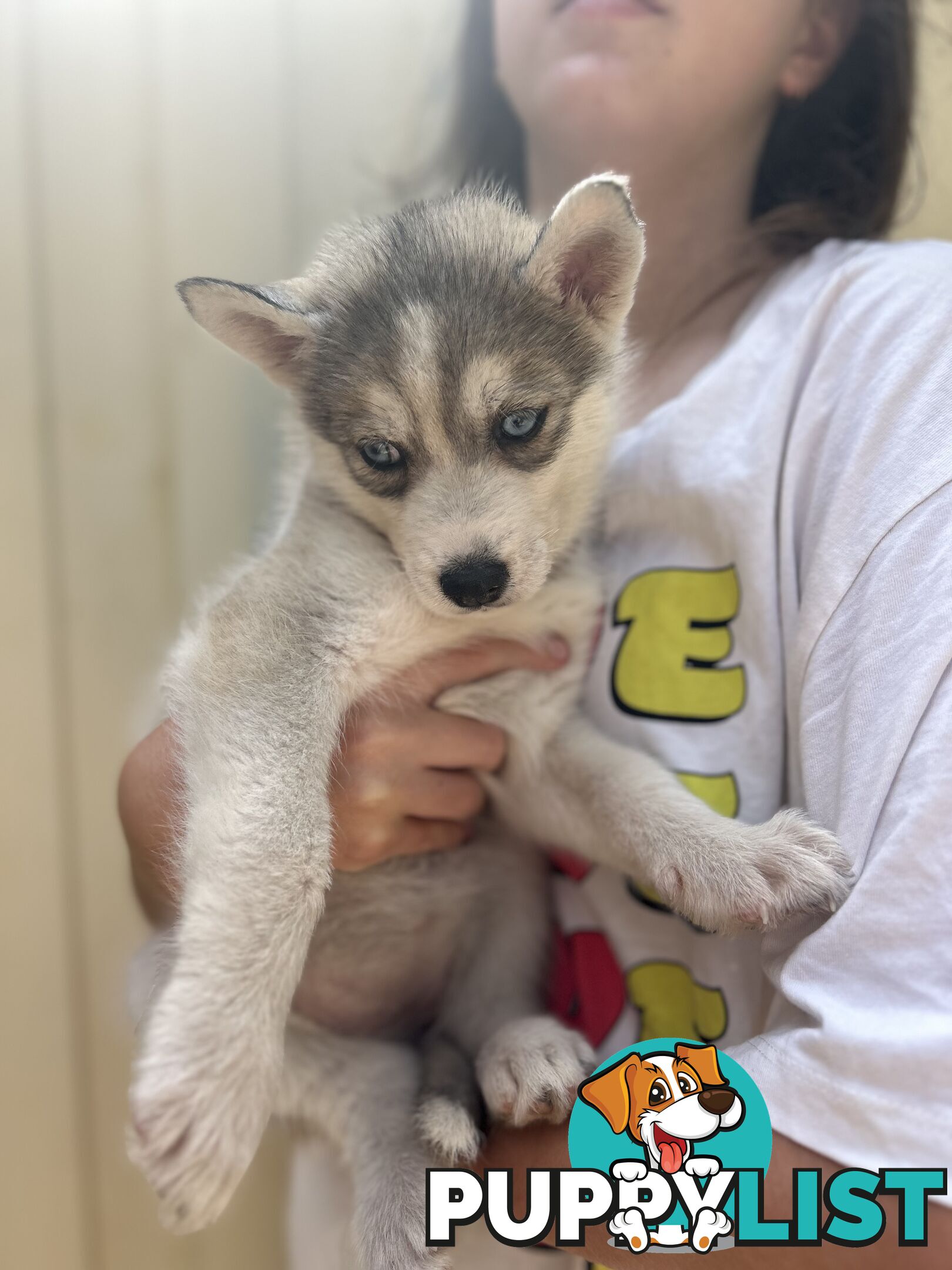 Siberan husky puppies