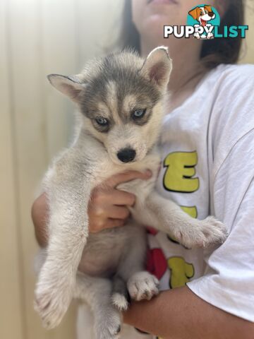 Siberan husky puppies