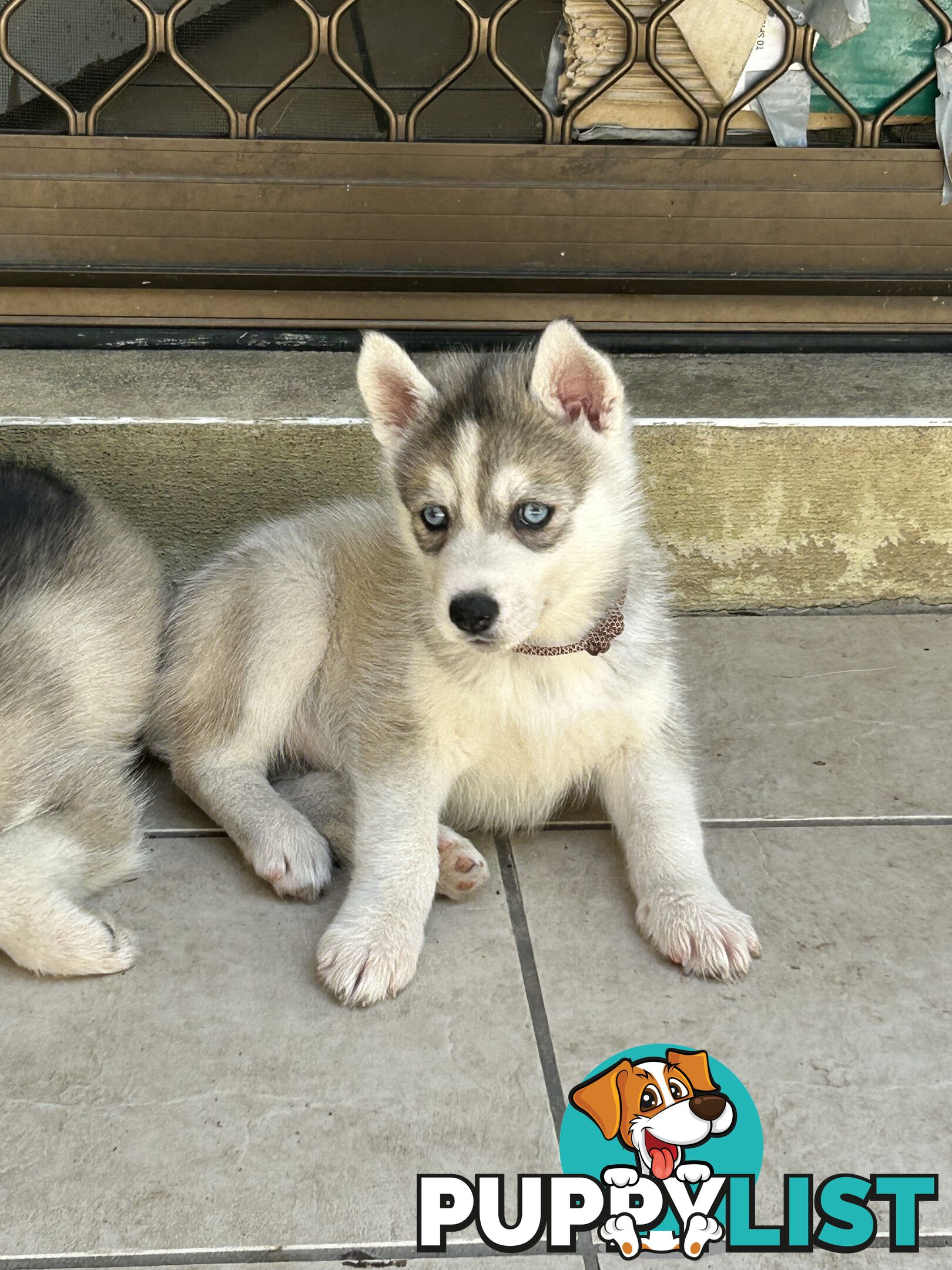 Siberan husky puppies