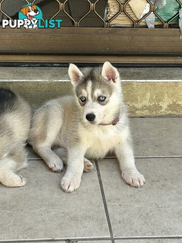 Siberan husky puppies