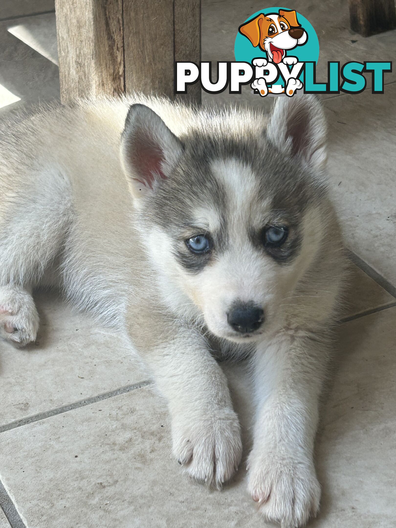 Siberan husky puppies