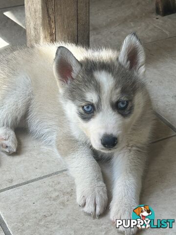 Siberan husky puppies