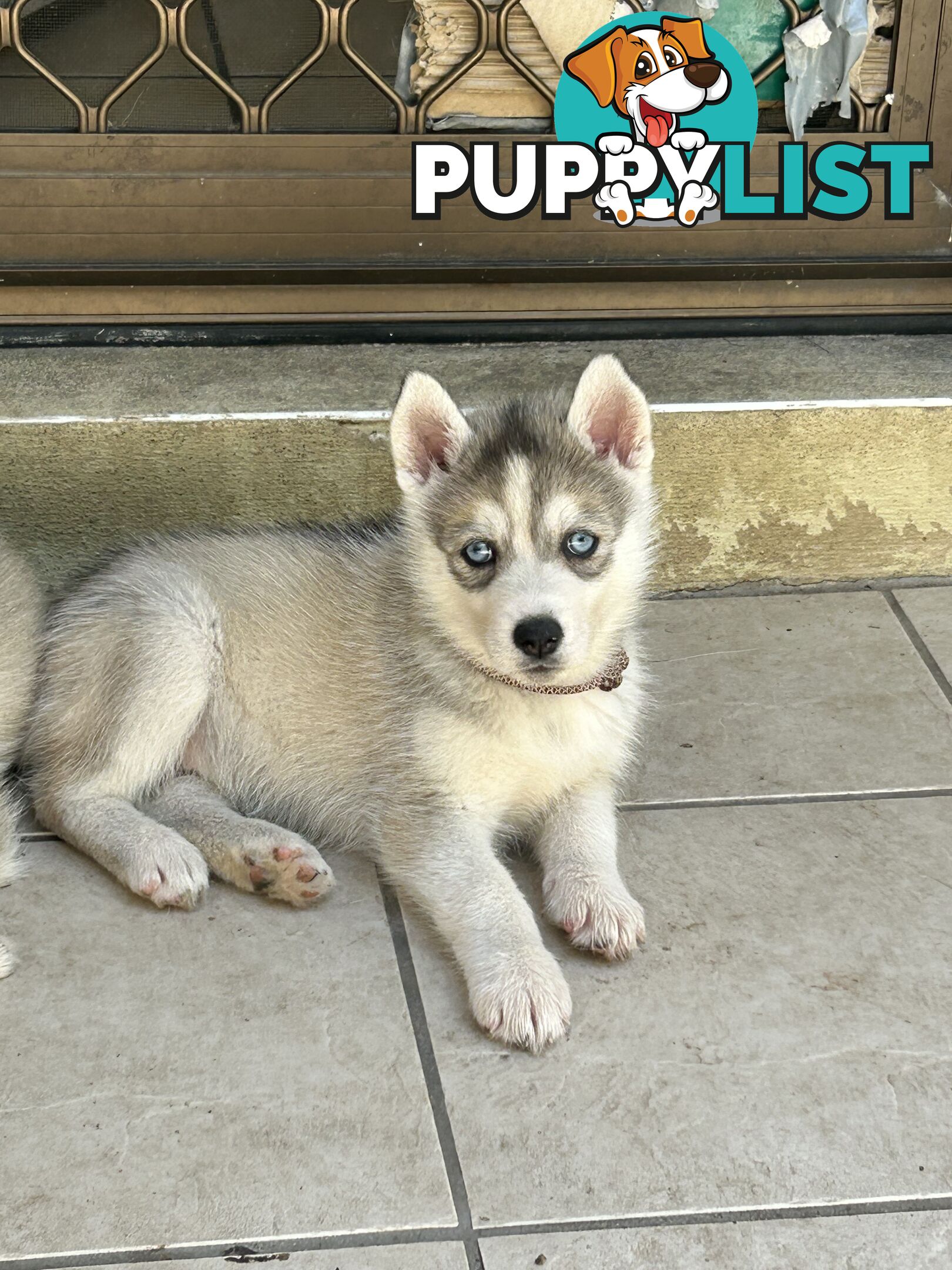 Siberan husky puppies