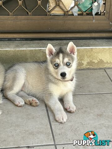 Siberan husky puppies